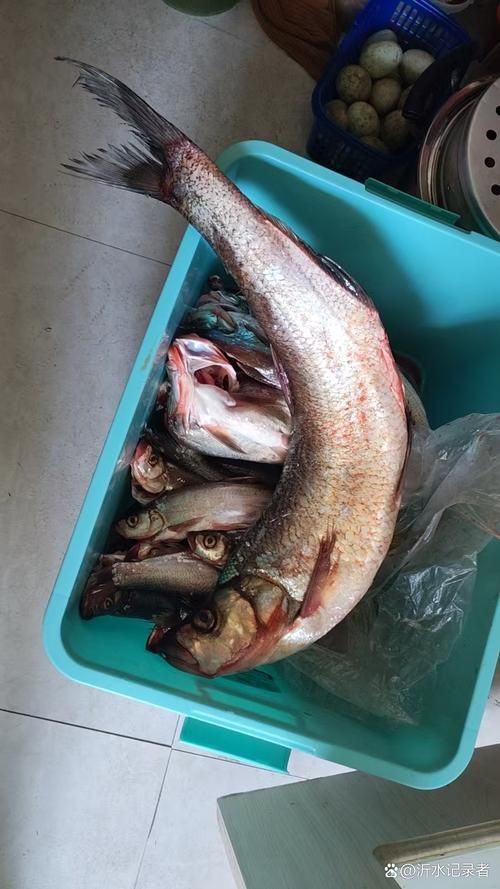 爛肉梭魚(yú)圖片，廣東沿海對(duì)海鰱展開(kāi)