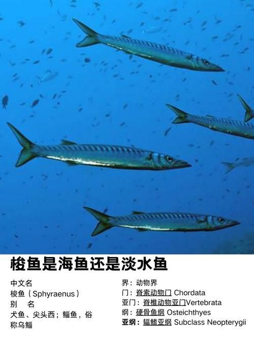 爛肉梭魚(yú)圖片，廣東沿海對(duì)海鰱展開(kāi)