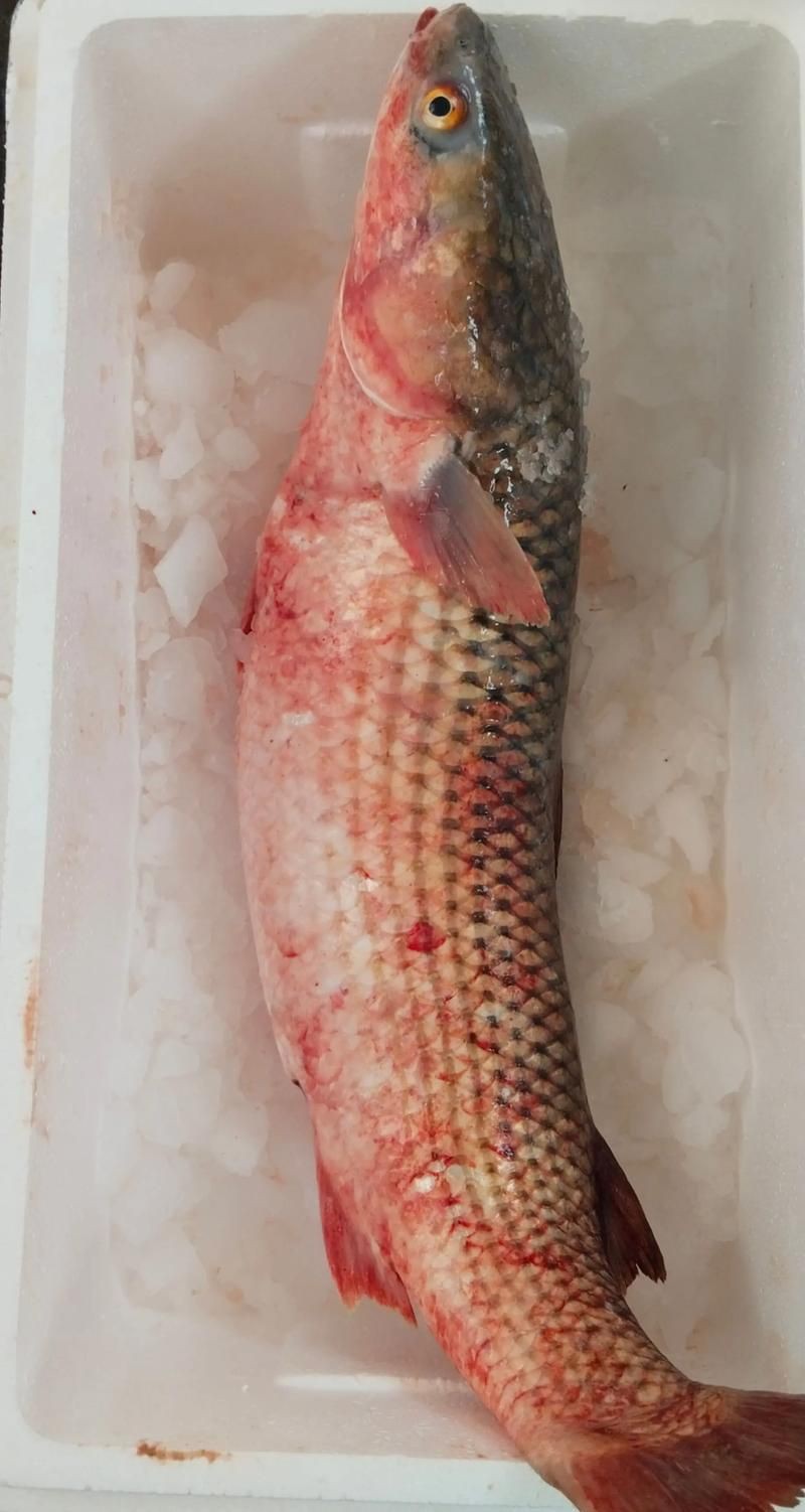 爛肉梭魚(yú)圖片，廣東沿海對(duì)海鰱展開(kāi)