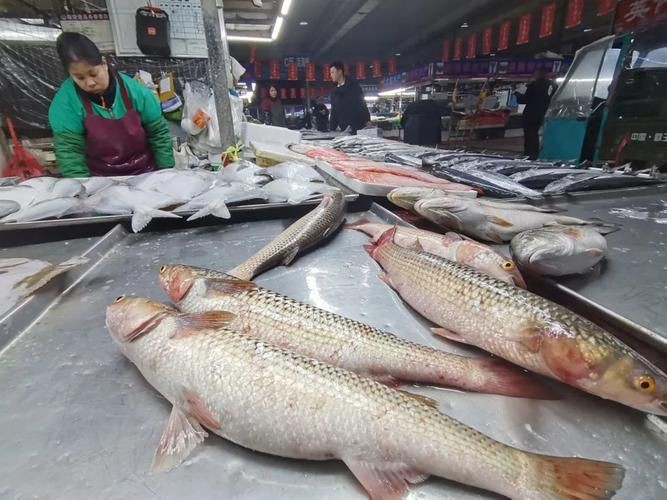 爛肉梭魚(yú)圖片，廣東沿海對(duì)海鰱展開(kāi)
