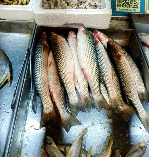 爛肉梭魚(yú)圖片，廣東沿海對(duì)海鰱展開(kāi)