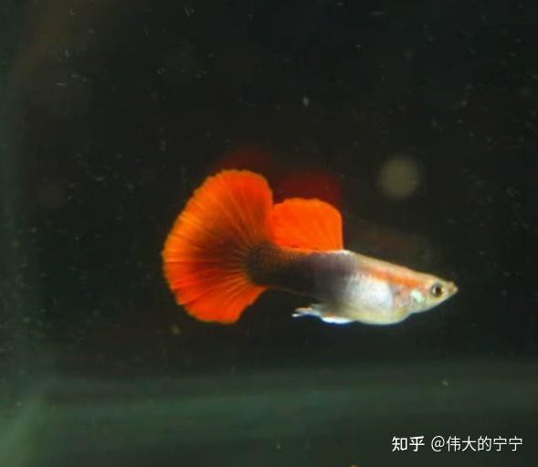 鳳尾魚觀賞魚，鳳尾魚是一種不為人知的復雜需求 鳳尾魚觀賞魚，鳳尾魚是一種不為人知的復雜需求 龍魚論壇 第1張