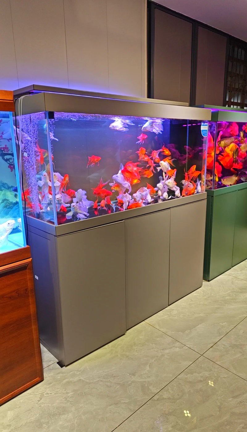 渝中水族店，重慶市渝中區(qū)多彩水族館 渝中水族店，重慶市渝中區(qū)多彩水族館 全國水族館企業(yè)名錄 第1張