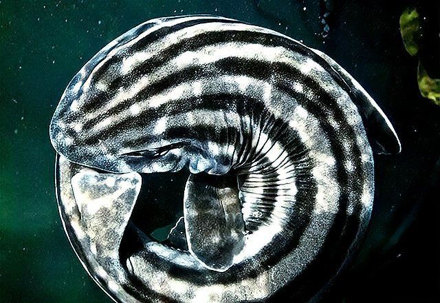 貓鯊和狗鯊有什么區別，浙江海洋監測預報貓鯊與狗鯊區別經濟科技千奇百怪的鯊魚科普中國