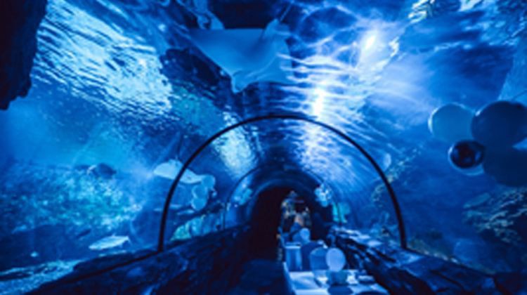 鹽都水族店，江蘇鹽都水族店推薦一些特色水族店 鹽都水族店，江蘇鹽都水族店推薦一些特色水族店 全國水族館企業(yè)名錄 第7張