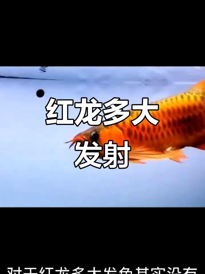 紅龍魚什么時候開始發色，紅龍魚發色是一個漸進且漫長的過程及關鍵時間節點