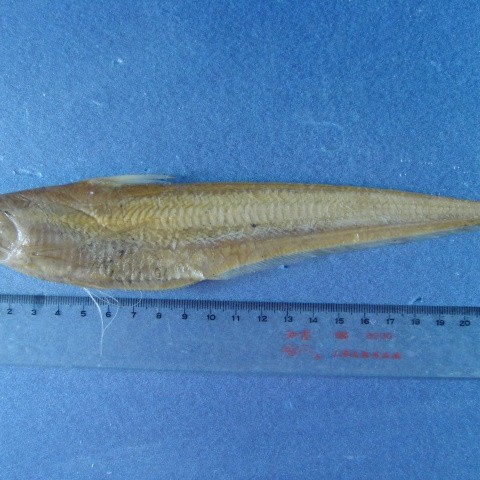 鳳冠魚種類，赤荔鳳冠魚\coiliamystus)coiliamystus)
