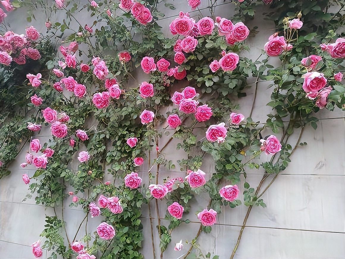 幾乎不生病的爬藤月季品種，爬藤月季品種低溫環(huán)境下越冬不生病的優(yōu)質(zhì)92%以上