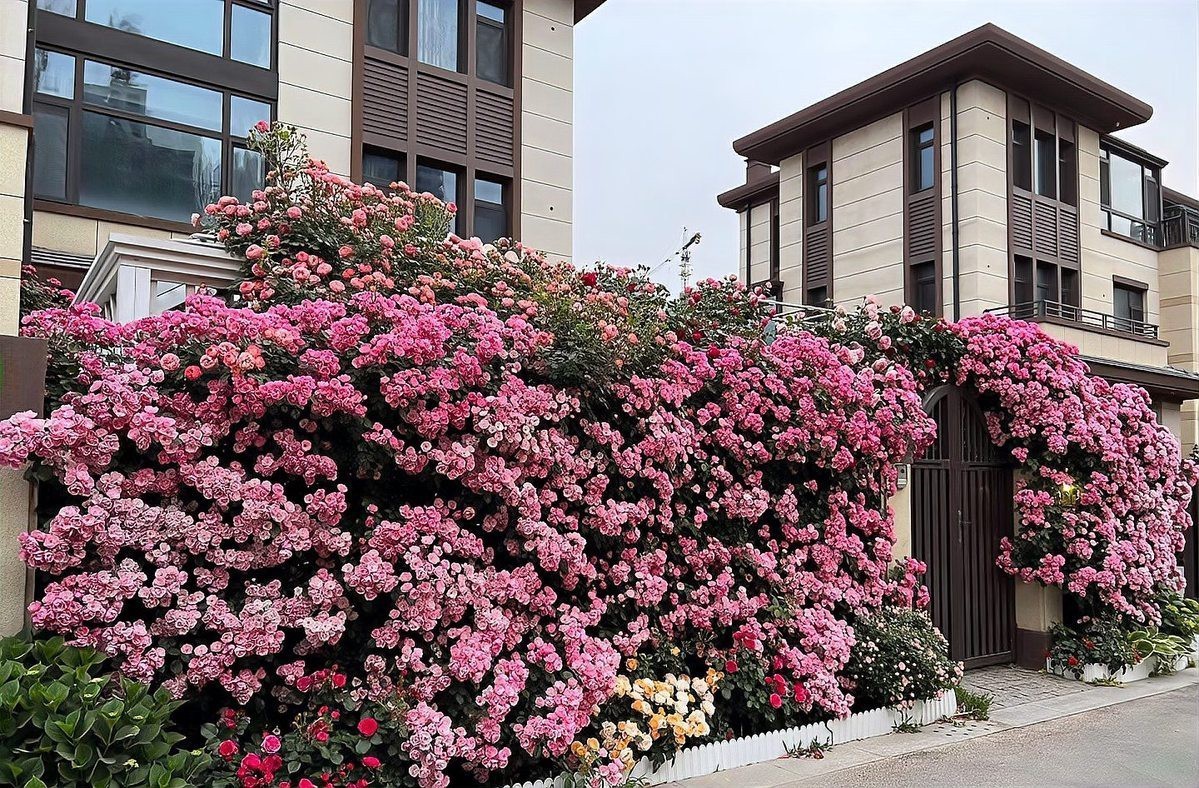 幾乎不生病的爬藤月季品種，爬藤月季品種低溫環(huán)境下越冬不生病的優(yōu)質(zhì)92%以上