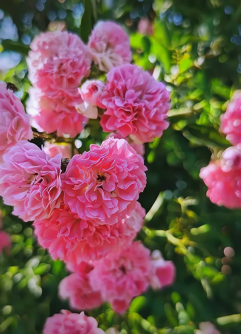 幾乎不生病的爬藤月季品種，爬藤月季品種低溫環(huán)境下越冬不生病的優(yōu)質(zhì)92%以上