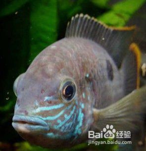 紅尾皇冠魚兇不兇，紅尾皇冠魚怎么養？
