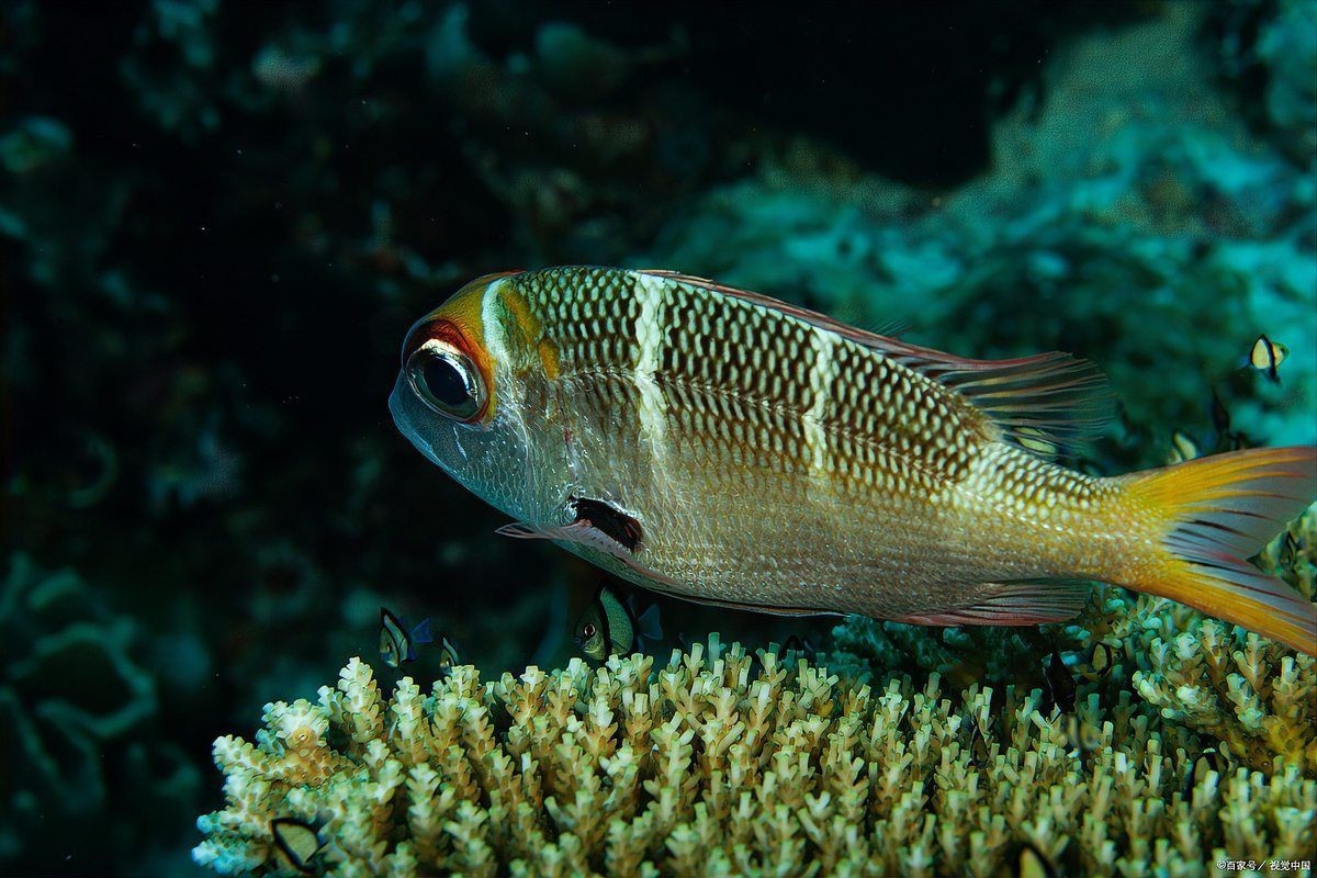 紅尾皇冠魚兇不兇，紅尾皇冠魚怎么養？