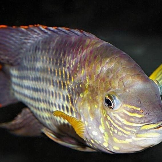 紅尾皇冠魚兇不兇，紅尾皇冠魚怎么養？