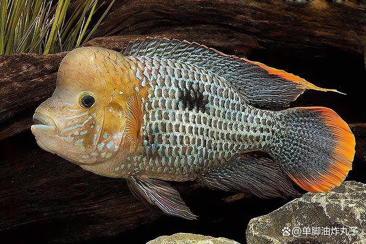 紅尾皇冠魚兇不兇，紅尾皇冠魚怎么養？