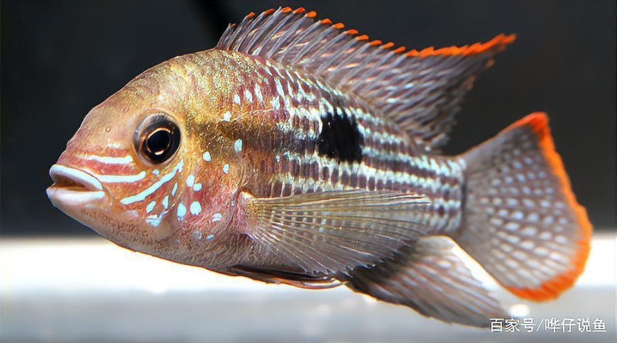 紅尾皇冠魚兇不兇，紅尾皇冠魚怎么養？