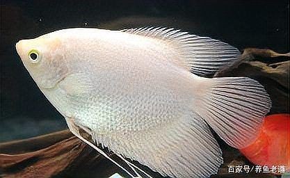 紅尾皇冠魚兇不兇，紅尾皇冠魚怎么養？