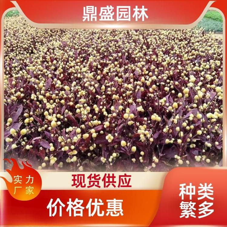 紅龍幼苗購買渠道，紅龍幼苗怎么挑選