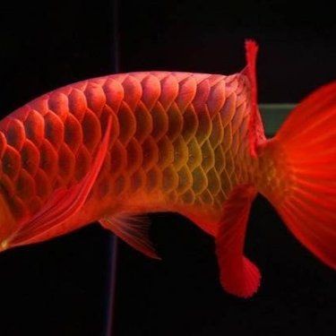紅龍幼苗購買渠道，紅龍幼苗怎么挑選