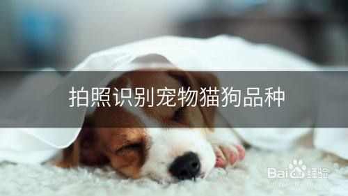 貓咪品種識別掃一掃，《貓咪品種識別掃一掃》在當今數字化時代