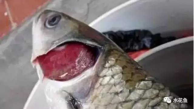 如何判斷龍魚是否真菌感染復發？，判斷龍魚是否真菌感染復發需綜合多方面觀察與科學養護