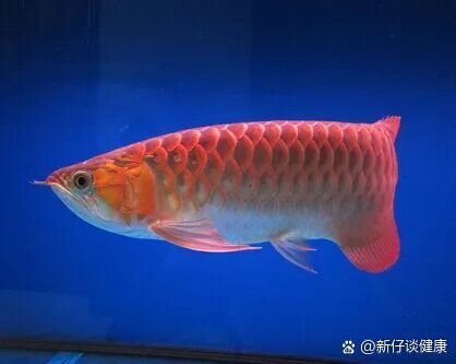 如何判斷龍魚是否真菌感染復發？，判斷龍魚是否真菌感染復發需綜合多方面觀察與科學養護