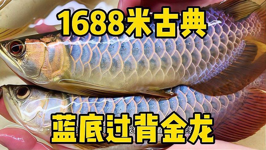 如何挑選高品質的古典藍底金龍魚？，如何挑選高品質的古典藍底金龍魚