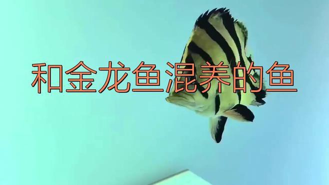 哪些魚類適合與過背金龍混養？，過背金龍魚混養推薦