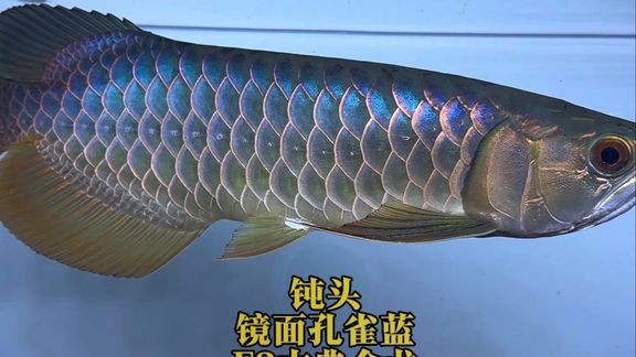 類烏齊龍魚店，類烏齊龍魚店有哪些特色品種 類烏齊龍魚店，類烏齊龍魚店有哪些特色品種 全國水族館企業名錄 第5張