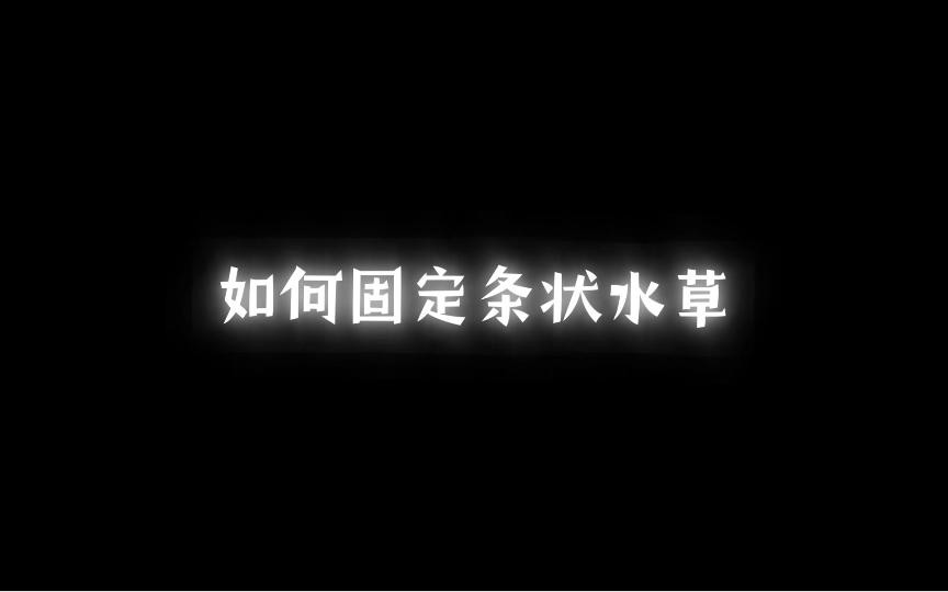 如何固定龍魚缸中的水草？，小羊老師培訓日記龍魚缸固定水草缸組裝全攻略