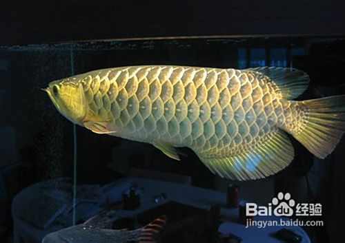 如何固定龍魚缸中的水草？，小羊老師培訓日記龍魚缸固定水草缸組裝全攻略