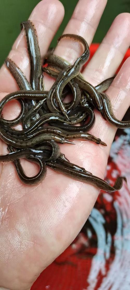 刀鰍魚(yú)圖片，廣西男子釣上巨型刀鰍魚(yú),比嬰兒手臂還長(zhǎng),刀鰍魚(yú)能長(zhǎng)這么大