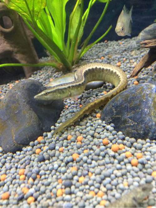 刀鰍魚(yú)圖片，廣西男子釣上巨型刀鰍魚(yú),比嬰兒手臂還長(zhǎng),刀鰍魚(yú)能長(zhǎng)這么大