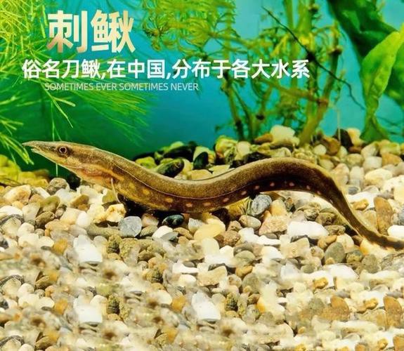 刀鰍魚(yú)圖片，廣西男子釣上巨型刀鰍魚(yú),比嬰兒手臂還長(zhǎng),刀鰍魚(yú)能長(zhǎng)這么大