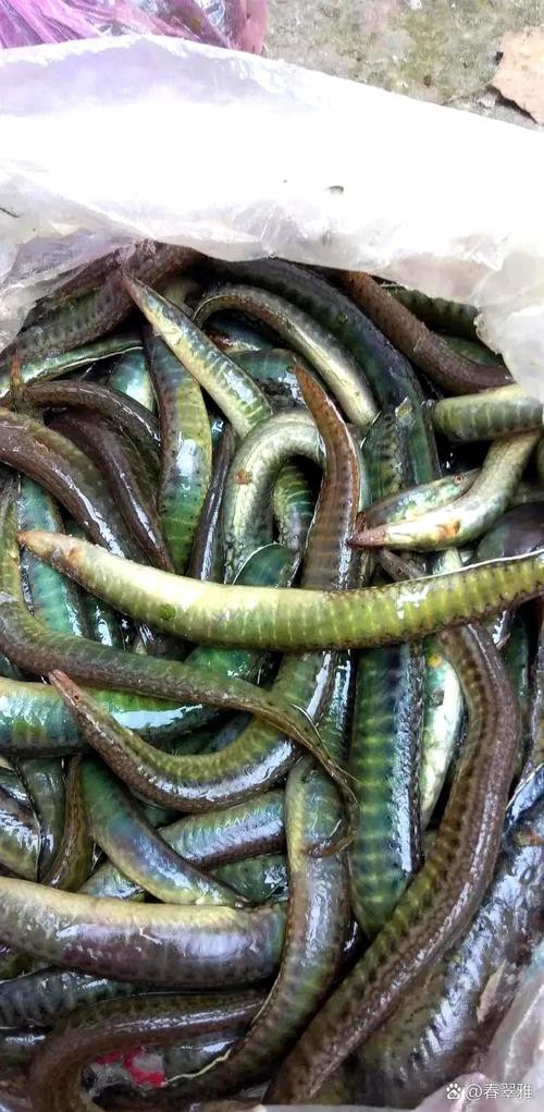 刀鰍魚(yú)圖片，廣西男子釣上巨型刀鰍魚(yú),比嬰兒手臂還長(zhǎng),刀鰍魚(yú)能長(zhǎng)這么大