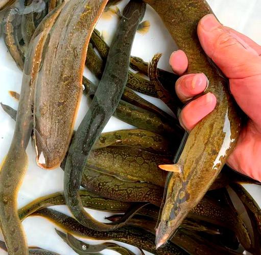 刀鰍魚(yú)圖片，廣西男子釣上巨型刀鰍魚(yú),比嬰兒手臂還長(zhǎng),刀鰍魚(yú)能長(zhǎng)這么大