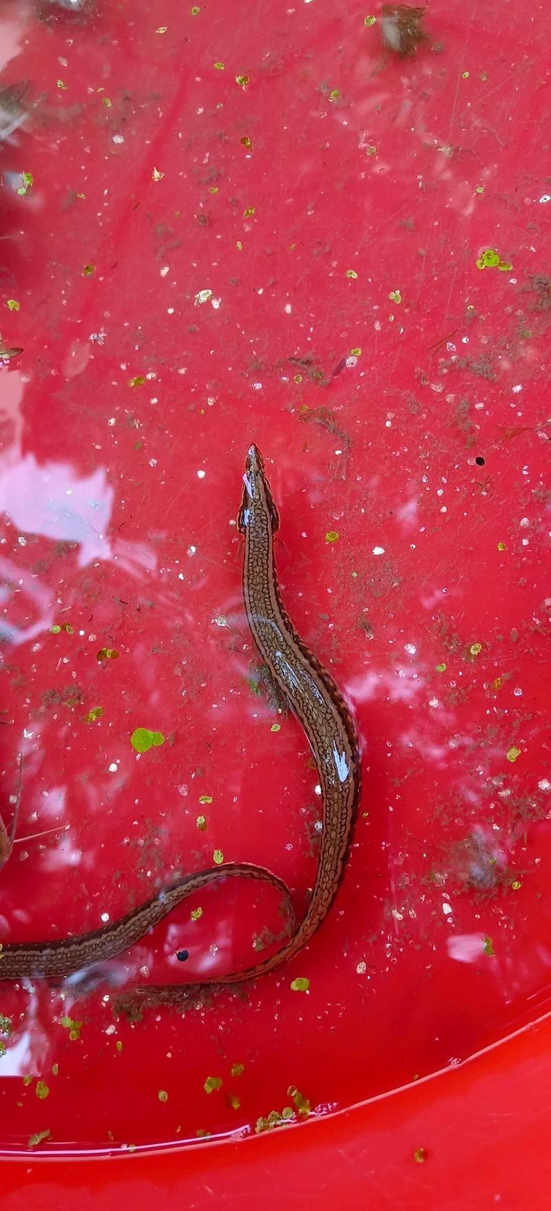 刀鰍魚(yú)圖片，廣西男子釣上巨型刀鰍魚(yú),比嬰兒手臂還長(zhǎng),刀鰍魚(yú)能長(zhǎng)這么大