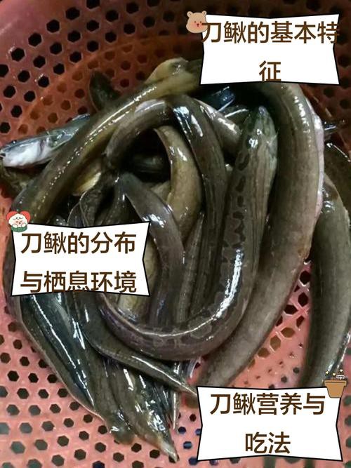 刀鰍魚(yú)圖片，廣西男子釣上巨型刀鰍魚(yú),比嬰兒手臂還長(zhǎng),刀鰍魚(yú)能長(zhǎng)這么大