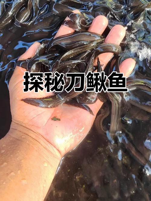 刀鰍魚(yú)圖片，廣西男子釣上巨型刀鰍魚(yú),比嬰兒手臂還長(zhǎng),刀鰍魚(yú)能長(zhǎng)這么大