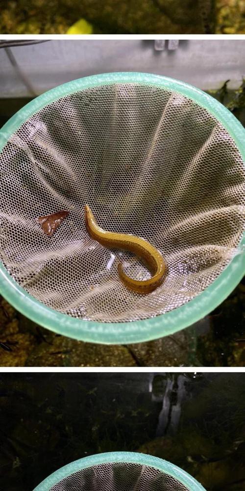 刀鰍魚(yú)圖片，廣西男子釣上巨型刀鰍魚(yú),比嬰兒手臂還長(zhǎng),刀鰍魚(yú)能長(zhǎng)這么大