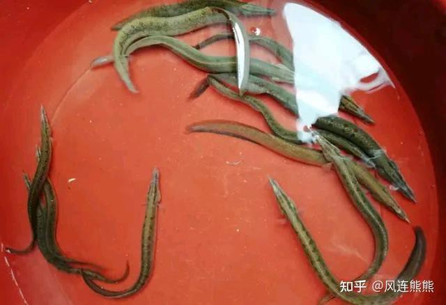 刀鰍魚(yú)圖片，廣西男子釣上巨型刀鰍魚(yú),比嬰兒手臂還長(zhǎng),刀鰍魚(yú)能長(zhǎng)這么大