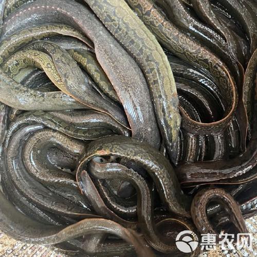 刀鰍魚(yú)圖片，廣西男子釣上巨型刀鰍魚(yú),比嬰兒手臂還長(zhǎng),刀鰍魚(yú)能長(zhǎng)這么大