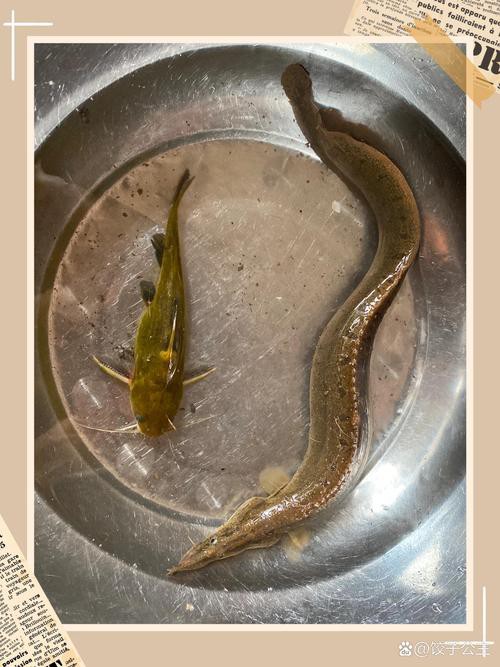 刀鰍魚圖片，廣西男子釣上巨型刀鰍魚,比嬰兒手臂還長,刀鰍魚能長這么大