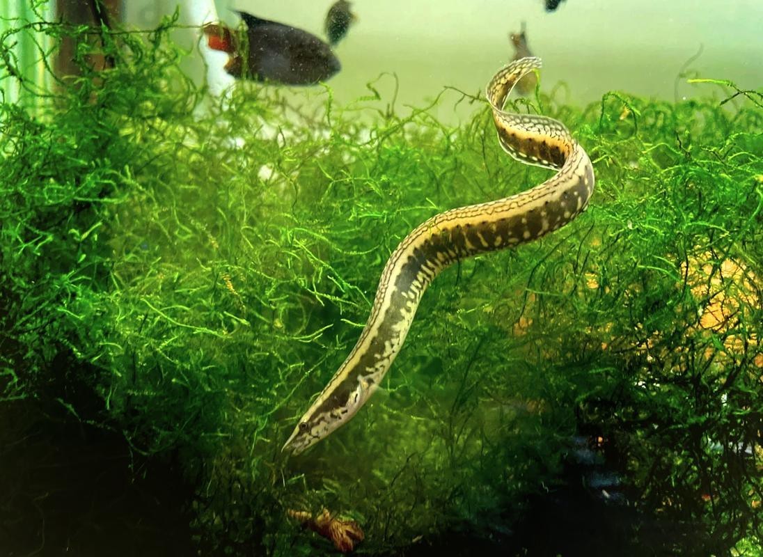 刀鰍魚(yú)圖片，廣西男子釣上巨型刀鰍魚(yú),比嬰兒手臂還長(zhǎng),刀鰍魚(yú)能長(zhǎng)這么大