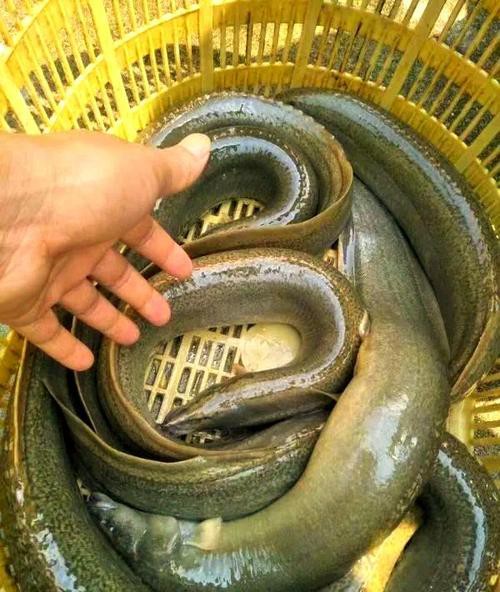 刀鰍魚(yú)圖片，廣西男子釣上巨型刀鰍魚(yú),比嬰兒手臂還長(zhǎng),刀鰍魚(yú)能長(zhǎng)這么大