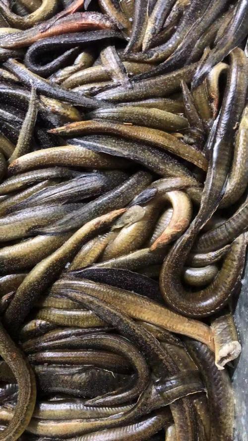 刀鰍魚(yú)圖片，廣西男子釣上巨型刀鰍魚(yú),比嬰兒手臂還長(zhǎng),刀鰍魚(yú)能長(zhǎng)這么大