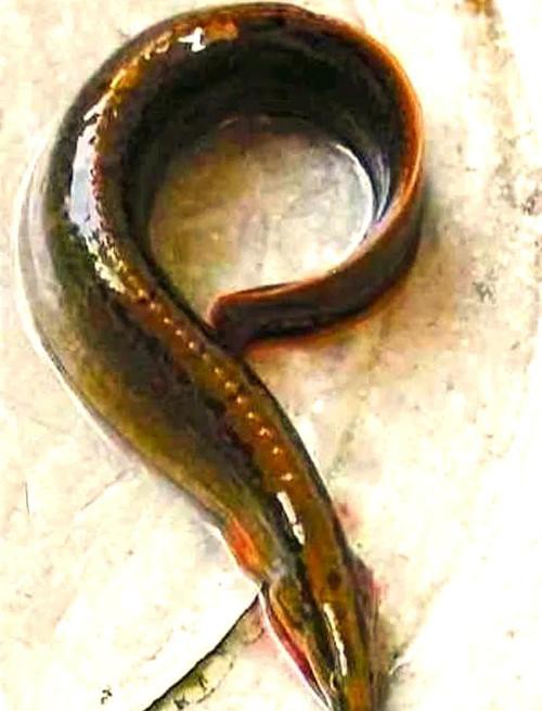 刀鰍魚(yú)圖片，廣西男子釣上巨型刀鰍魚(yú),比嬰兒手臂還長(zhǎng),刀鰍魚(yú)能長(zhǎng)這么大