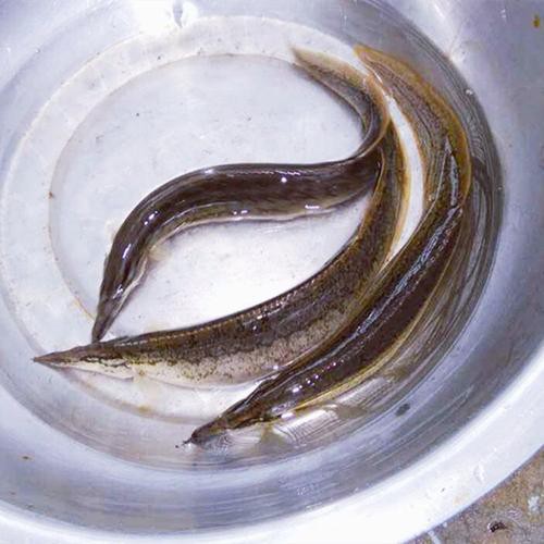 刀鰍魚(yú)圖片，廣西男子釣上巨型刀鰍魚(yú),比嬰兒手臂還長(zhǎng),刀鰍魚(yú)能長(zhǎng)這么大