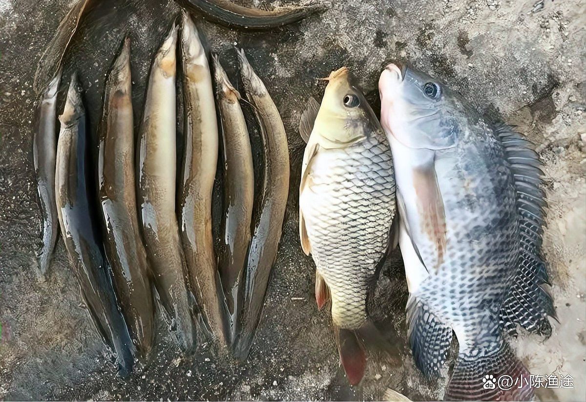 刀鰍魚(yú)圖片，廣西男子釣上巨型刀鰍魚(yú),比嬰兒手臂還長(zhǎng),刀鰍魚(yú)能長(zhǎng)這么大