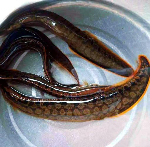 刀鰍魚圖片，廣西男子釣上巨型刀鰍魚,比嬰兒手臂還長,刀鰍魚能長這么大