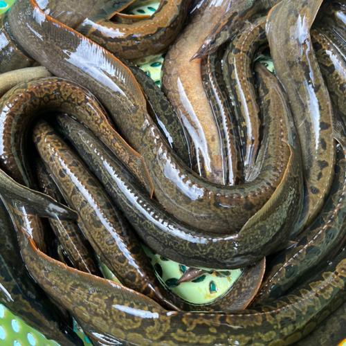 刀鰍魚(yú)圖片，廣西男子釣上巨型刀鰍魚(yú),比嬰兒手臂還長(zhǎng),刀鰍魚(yú)能長(zhǎng)這么大